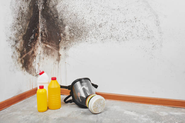 Best Best Mold Removal Companies  in Key Center, WA