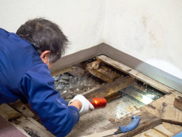 Best Mold Testing  in Key Center, WA