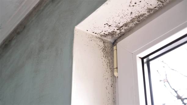 Best Water Damage Restoration  in Key Center, WA
