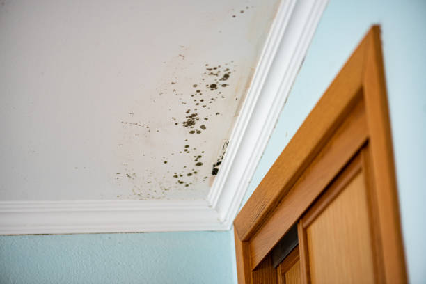 Water Damage Restoration in Key Center, WA