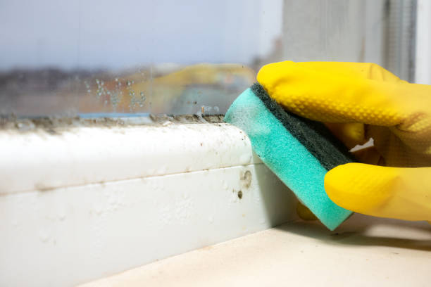 Mold Testing and Removal in Key Center, WA