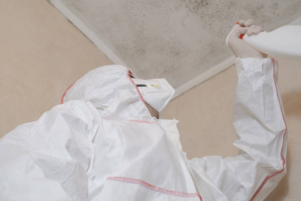 Home Mold Removal in Key Center, WA
