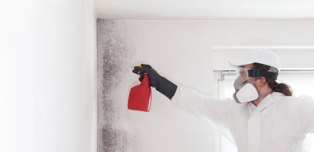 Best Certified Mold Removal  in Key Center, WA