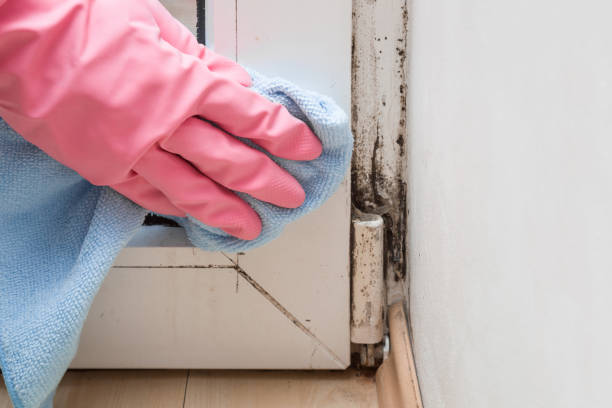 Best Black Mold Removal  in Key Center, WA