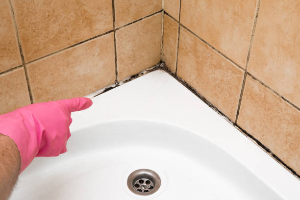 Best Mold Removal Company Near Me  in Key Center, WA